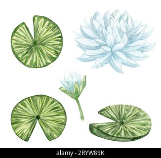 Wasserlilie Set mit Aquarell. Illustration der weißen Lilien. Handgezeichnete Seeblüten. Stockfoto