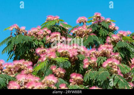 Italien, Ligurien, Rosa Blumen von Albizia julibrissin, Persischer Seidenbaum Stockfoto