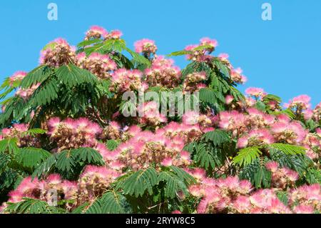 Italien, Ligurien, Rosa Blumen von Albizia julibrissin, Persischer Seidenbaum Stockfoto