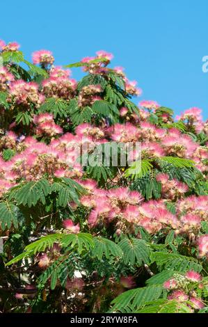 Italien, Ligurien, Rosa Blumen von Albizia julibrissin, Persischer Seidenbaum Stockfoto