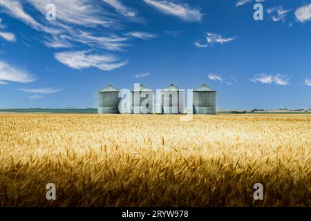 Kornsilos mit Blick auf ein Gerstenfeld vor der Ernte in der kanadischen Prärielandschaft im Rocky View County Alberta Kanada. Stockfoto