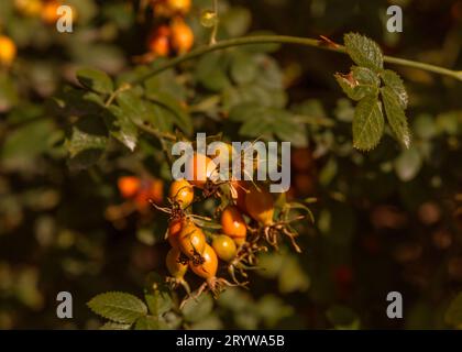 Reifende orange-rote Rosen-Hüftbeeren wachsen im Herbst in British Columbia, Kanada, an einem Busch. Stockfoto