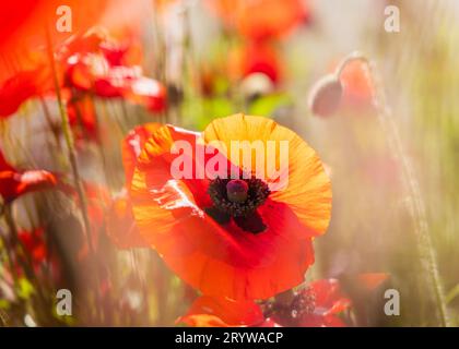 Wilder roter Mohn bei Sommersonne in Vancouver, Kanada. Einzelner Mohn im Nahfokus im Vordergrund, mit verschwommenen Blüten im Hintergrund. Stockfoto