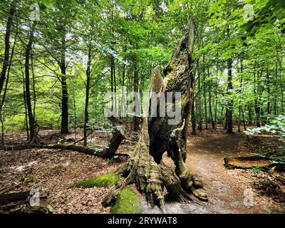 Toter Baumstumpf einer alten Buche im Sababurger Urwald, Landkreis Reinhardswald Stockfoto