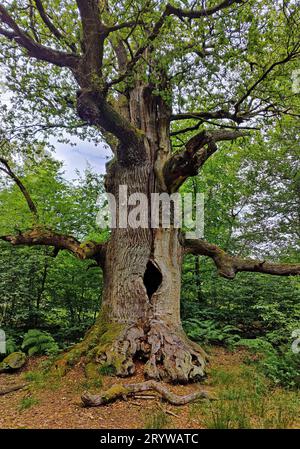Die sogenannte Schornsteineiche im Sababurger Urwald, Landkreis Reinhardswald, Hessen Stockfoto