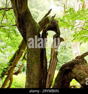 Alte Buche, Fagus, im Sababurger Urwald, Landkreis Reinhardswald, Hessen, Deutschland Stockfoto