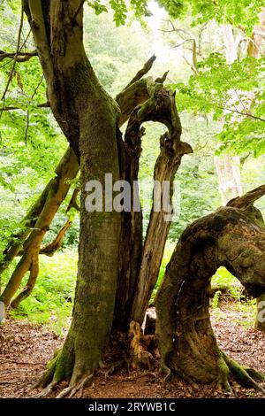 Alte Buche, Fagus, im Sababurger Urwald, Landkreis Reinhardswald, Hessen, Deutschland Stockfoto