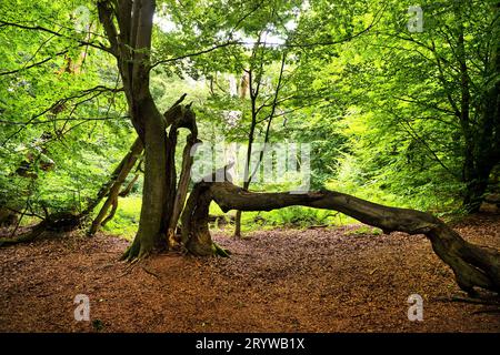 Alte Buche, Fagus, im Sababurger Urwald, Landkreis Reinhardswald, Hessen, Deutschland Stockfoto