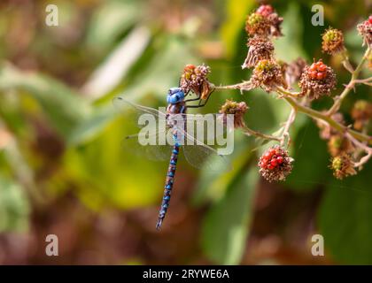 Azure Hawker Libelle mit ausgestreckten Flügeln, die im Sommer am Jericho Beach in Vancouver, Kanada, auf einem mit Beeren beladenen Busch ruht. Stockfoto