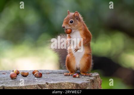 Eichhörnchen auf Brownsea Island, Hafen von Poole, Dorset, Großbritannien Stockfoto