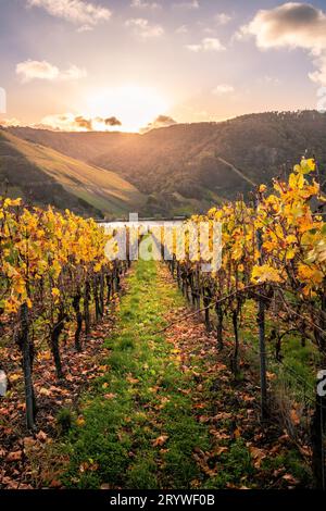 Goldene Verzauberung der Weinberge: Sonnenaufgang über Piesport Stockfoto