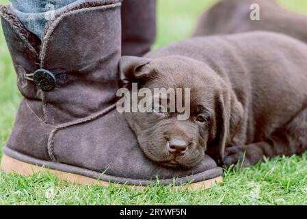 Schokoladen-Labrador-Welpe auf einem Ugg-Stiefel Stockfoto
