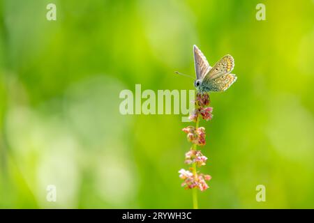 Gemein blau auf Gras Stockfoto