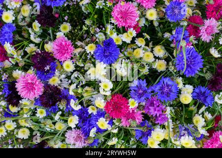 Heller farbenfroher Hintergrund mit Wildblumen, verschiedenfarbigen Kornblumen und weißen Kamillen, Wildblumenhintergrund Stockfoto