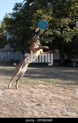 Der belgische Schäferhund Malinois läuft und spielt im Park. Glücklicher Malinois Schäferhund auf einem aktiven Spaziergang. Der Hund springt hinter der Scheibe her, springt über die Platte Stockfoto