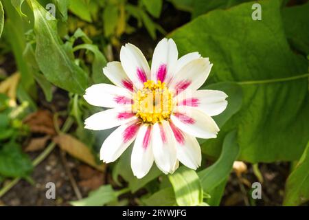 Eine lebhafte Zinnienblüte zeichnet sich durch eine üppig grüne Kulisse aus Büschen aus Stockfoto