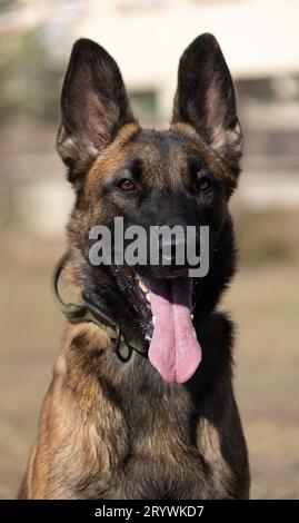 Nahaufnahme eines wunderschönen belgischen Malinois Hundes. Ausdrucksstarkes Gesicht eines klugen glücklichen Hundes auf einem Spaziergang Stockfoto