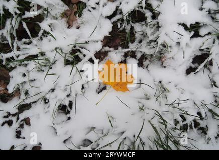 Ahornblatt auf Einem Schnee bedeckt mit grünem Gras Textur Hintergrund Stockfoto