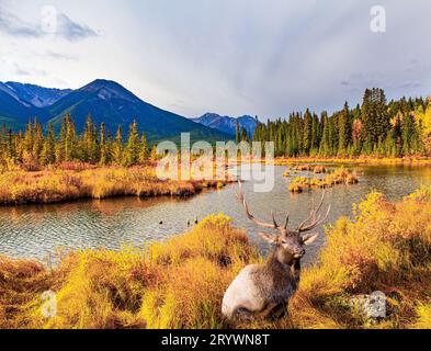 Rotwild ruht sich aus Stockfoto