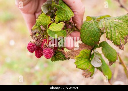 Ein Gärtner untersucht rote reife Himbeeren an einem Busch. Beeren ernten. Stockfoto