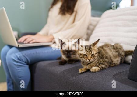 Frau, die von zu Hause aus mit der Katze arbeitet. Katze schläft auf der Laptop-Tastatur. Assistenzkatze, die am Laptop arbeitet Stockfoto