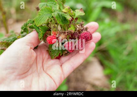 Eine Frau hält rote, reife Himbeeren auf einem Busch in der Hand. Beeren pflücken im Sommer. Stockfoto