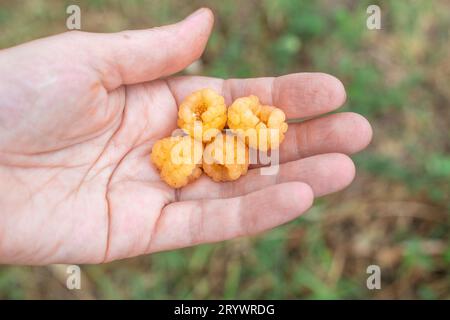 Ein Gärtner hält gelbe, reife Himbeeren in der Hand. Beeren ernten. Stockfoto