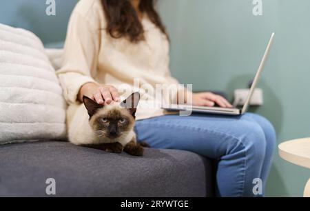 Frau, die von zu Hause aus mit der Katze arbeitet. Katze schläft auf der Laptop-Tastatur. Assistenzkatze, die am Laptop arbeitet Stockfoto