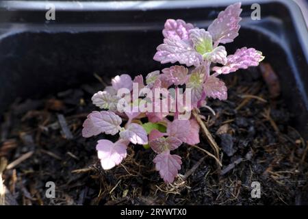 Nahaufnahme junger Katzenminze (Nepeta cataria), die in Modulen gezüchtet werden Stockfoto