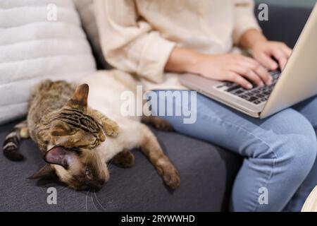 Frau, die von zu Hause aus mit der Katze arbeitet. Katze schläft auf der Laptop-Tastatur. Assistenzkatze, die am Laptop arbeitet Stockfoto