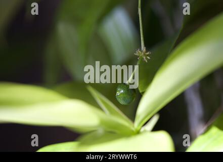 Dracaena Surculosa grüne Bambuspflanze mit einer grünen Beere. Stockfoto