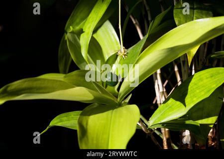 Dracaena Surculosa Japanischer grüner Bambus Zimmerpflanze mit grüner Beere. Stockfoto