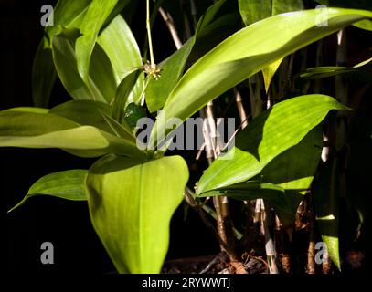 Dracaena Surculosa Japanische grüne Bambus-Zimmerpflanze mit einer grünen Beere. Stockfoto