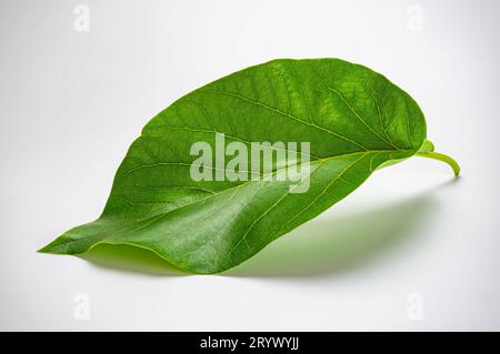 Hochwinkelansicht des frischen einzelnen grünen Avocadoblattes (Persea americana) isoliert auf weißem Hintergrund. Stockfoto