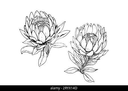 Elegante handgezeichnete Tuscheskizze mit Protea-Blume. Gravurstil Vektorillustration. Stock Vektor