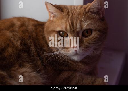 Süße Ingwerkatze, die auf der Fensterbank sitzt Stockfoto