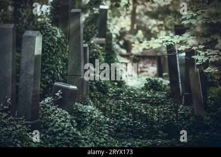 Alter Friedhof mit Grabsteinen, die mit Efeu bewachsen sind. Das Foto ist in dunklen Schattierungen als Hintergrund. Horizontal. Stockfoto