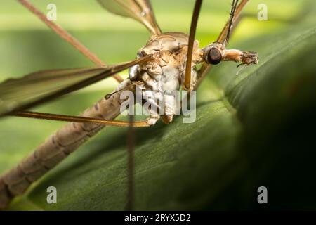 Männliche Kranfliege Tipula paludosa Daddy lange Beine Nahaufnahme Stockfoto