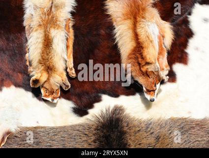 Zwei gehäutete Fuchsfelle und andere Tierfelle in luxuriösen Pelzgeschäften Stockfoto