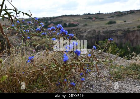 Blick auf die blauen Wildblumen am Rande der Klippe des Ihlara-Tals in Aksaray, Türkei Stockfoto