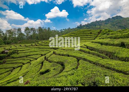 Rancabali Tea Plantation in der Nähe von Bandung in West Java, Indonesien. Stockfoto