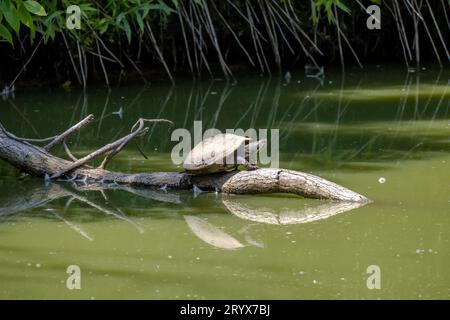 Die Schildkröte am trocknenden Bach. Die malerische Schildkröte (Chrysemys picta) ist die am weitesten verbreitete einheimische Schildkröte Nordamerikas Stockfoto