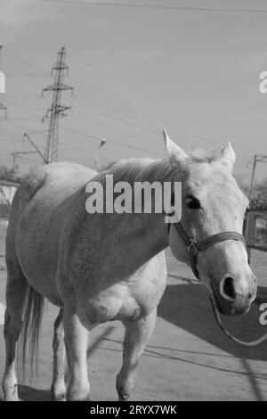 Diese Bilder wurden in einem der seligsten Tierkerne Jerewans aufgenommen. Es gibt ein prächtigstes und süßeste Pferd, das du je gesehen hast. Stockfoto