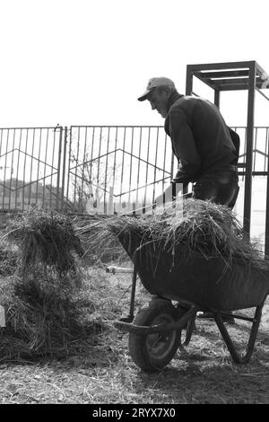 Diese Bilder wurden in einem der seligsten Tierkerne Jerewans aufgenommen. Es gibt ein prächtigstes und süßeste Pferd, das du je gesehen hast. Stockfoto