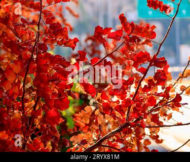 Eine Nahaufnahme einer Baumkrone mit leuchtend roten und orangen Blättern Stockfoto