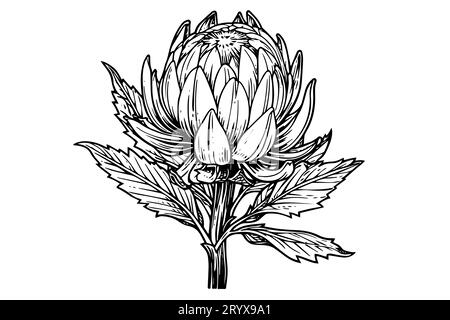 Elegante handgezeichnete Tuscheskizze mit Protea-Blume. Gravurstil Vektorillustration. Stock Vektor