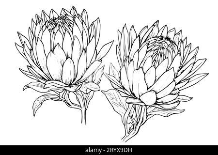 Elegante handgezeichnete Tuscheskizze mit Protea-Blume. Gravurstil Vektorillustration. Stock Vektor