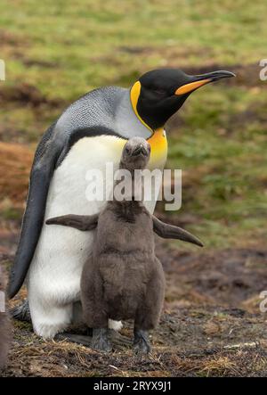 Königspinguin mit Küken Stockfoto