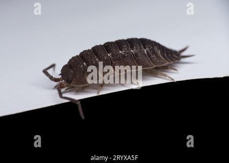 Porcellio Scaber Familie Porcellionidae Gattung Porcellio gemeine raue Holzlouse wilde Natur holzfotografie, Bild, Tapete Stockfoto