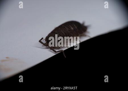 Porcellio Scaber Familie Porcellionidae Gattung Porcellio gemeine raue Holzlouse wilde Natur holzfotografie, Bild, Tapete Stockfoto